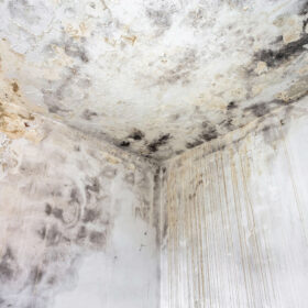fungal-mold-on-an-interior-wall-2021-12-09-04-46-58-utc